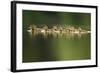 A Line of Mallard (Anas Platyrhynchos) Ducklings Swimming on a Still Lake, Derbyshire, England, UK-Andrew Parkinson-Framed Photographic Print