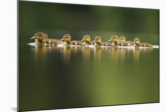 A Line of Mallard (Anas Platyrhynchos) Ducklings Swimming on a Still Lake, Derbyshire, England, UK-Andrew Parkinson-Mounted Photographic Print