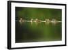 A Line of Mallard (Anas Platyrhynchos) Ducklings Swimming on a Still Lake, Derbyshire, England, UK-Andrew Parkinson-Framed Photographic Print