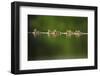 A Line of Mallard (Anas Platyrhynchos) Ducklings Swimming on a Still Lake, Derbyshire, England, UK-Andrew Parkinson-Framed Photographic Print