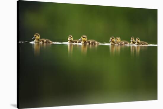 A Line of Mallard (Anas Platyrhynchos) Ducklings Swimming on a Still Lake, Derbyshire, England, UK-Andrew Parkinson-Stretched Canvas