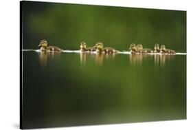 A Line of Mallard (Anas Platyrhynchos) Ducklings Swimming on a Still Lake, Derbyshire, England, UK-Andrew Parkinson-Stretched Canvas