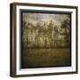 A Line of Pines-John W Golden-Framed Giclee Print