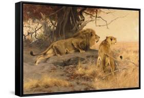 A lion and a lioness in the Savannah, 1912-Wilhelm Kuhnert-Framed Stretched Canvas