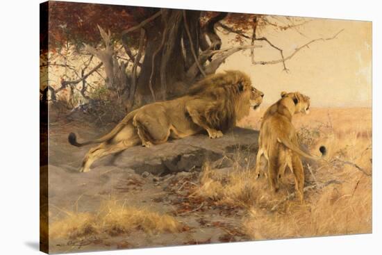 A lion and a lioness in the Savannah, 1912-Wilhelm Kuhnert-Stretched Canvas