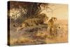 A lion and a lioness in the Savannah, 1912-Wilhelm Kuhnert-Stretched Canvas