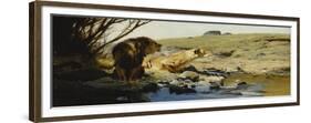 A Lion and Lioness at a Stream-Wilhelm Kuhnert-Framed Premium Giclee Print