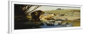 A Lion and Lioness at a Stream-Wilhelm Kuhnert-Framed Premium Giclee Print