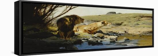 A Lion and Lioness at a Stream-Wilhelm Kuhnert-Framed Stretched Canvas