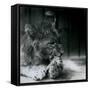 A Lion Cub Feeding at ZSL London Zoo in 1927 (B/W Photo)-Frederick William Bond-Framed Stretched Canvas