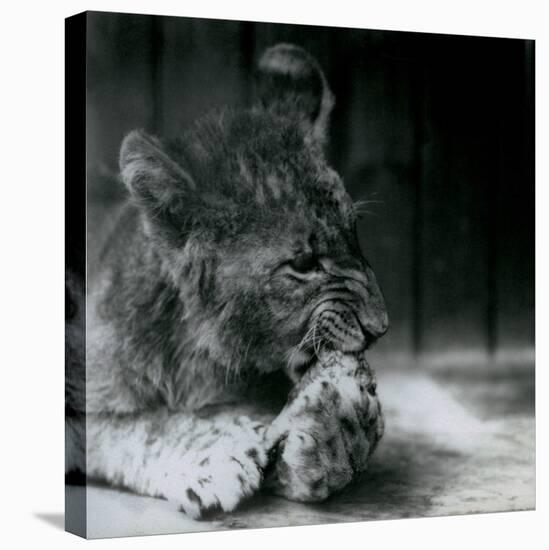 A Lion Cub Feeding at ZSL London Zoo in 1927 (B/W Photo)-Frederick William Bond-Stretched Canvas