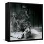 A Lion Cub Feeding at ZSL London Zoo in 1927 (B/W Photo)-Frederick William Bond-Framed Stretched Canvas