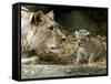 A Lion Cub Peeks into the World While Sitting Next to Its Mother Inka at the Munich Zoo-null-Framed Stretched Canvas