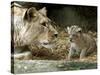 A Lion Cub Peeks into the World While Sitting Next to Its Mother Inka at the Munich Zoo-null-Stretched Canvas