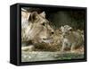 A Lion Cub Peeks into the World While Sitting Next to Its Mother Inka at the Munich Zoo-null-Framed Stretched Canvas