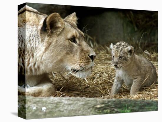 A Lion Cub Peeks into the World While Sitting Next to Its Mother Inka at the Munich Zoo-null-Stretched Canvas