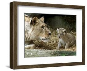 A Lion Cub Peeks into the World While Sitting Next to Its Mother Inka at the Munich Zoo-null-Framed Photographic Print