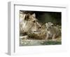 A Lion Cub Peeks into the World While Sitting Next to Its Mother Inka at the Munich Zoo-null-Framed Photographic Print