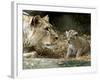 A Lion Cub Peeks into the World While Sitting Next to Its Mother Inka at the Munich Zoo-null-Framed Photographic Print