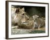 A Lion Cub Peeks into the World While Sitting Next to Its Mother Inka at the Munich Zoo-null-Framed Photographic Print