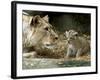 A Lion Cub Peeks into the World While Sitting Next to Its Mother Inka at the Munich Zoo-null-Framed Photographic Print