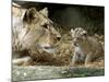 A Lion Cub Peeks into the World While Sitting Next to Its Mother Inka at the Munich Zoo-null-Mounted Photographic Print