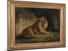 A Lion in a Jungle Landscape-Benjamin Zobel-Mounted Giclee Print