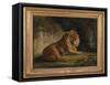 A Lion in a Jungle Landscape-Benjamin Zobel-Framed Stretched Canvas