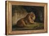 A Lion in a Jungle Landscape-Benjamin Zobel-Stretched Canvas