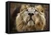 A Lion in Captivity Looking Up-null-Framed Stretched Canvas