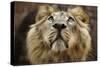 A Lion in Captivity Looking Up-null-Stretched Canvas