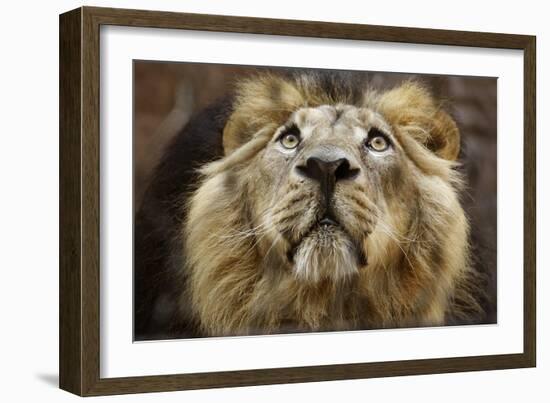 A Lion in Captivity Looking Up-null-Framed Photo