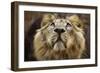 A Lion in Captivity Looking Up-null-Framed Photo