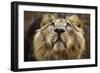 A Lion in Captivity Looking Up-null-Framed Photo