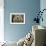 A Lion in Captivity Looking Up-null-Framed Photo displayed on a wall