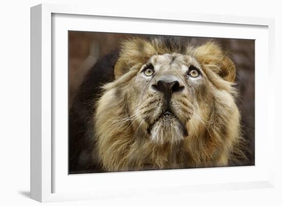 A Lion in Captivity Looking Up-null-Framed Photo