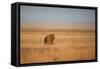 A Lion, Panthera Leo, Looks Out over Grassland at Sunrise-Alex Saberi-Framed Stretched Canvas