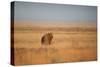 A Lion, Panthera Leo, Looks Out over Grassland at Sunrise-Alex Saberi-Stretched Canvas