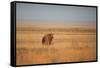 A Lion, Panthera Leo, Looks Out over Grassland at Sunrise-Alex Saberi-Framed Stretched Canvas