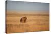 A Lion, Panthera Leo, Looks Out over Grassland at Sunrise-Alex Saberi-Stretched Canvas