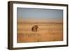 A Lion, Panthera Leo, Looks Out over Grassland at Sunrise-Alex Saberi-Framed Photographic Print