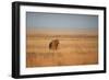 A Lion, Panthera Leo, Looks Out over Grassland at Sunrise-Alex Saberi-Framed Photographic Print