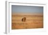 A Lion, Panthera Leo, Looks Out over Grassland at Sunrise-Alex Saberi-Framed Photographic Print