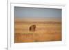 A Lion, Panthera Leo, Looks Out over Grassland at Sunrise-Alex Saberi-Framed Photographic Print