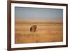 A Lion, Panthera Leo, Looks Out over Grassland at Sunrise-Alex Saberi-Framed Photographic Print