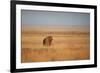 A Lion, Panthera Leo, Looks Out over Grassland at Sunrise-Alex Saberi-Framed Photographic Print