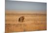 A Lion, Panthera Leo, Looks Out over Grassland at Sunrise-Alex Saberi-Mounted Photographic Print