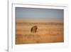 A Lion, Panthera Leo, Looks Out over Grassland at Sunrise-Alex Saberi-Framed Photographic Print