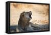 A Lion, Panthera Leo, Resting in the Shade, Lets Out a Roar-Alex Saberi-Framed Stretched Canvas