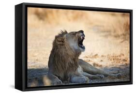 A Lion, Panthera Leo, Resting in the Shade, Lets Out a Roar-Alex Saberi-Framed Stretched Canvas